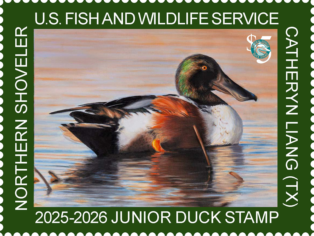 2025-2026 Junior Duck Stamp featuring a northern shoveler painted by Catheryn Liang. (c) USFWS 